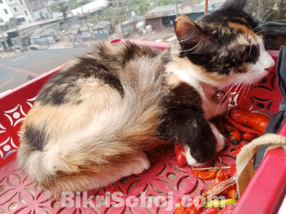 পার্শিয়ান ক্রস